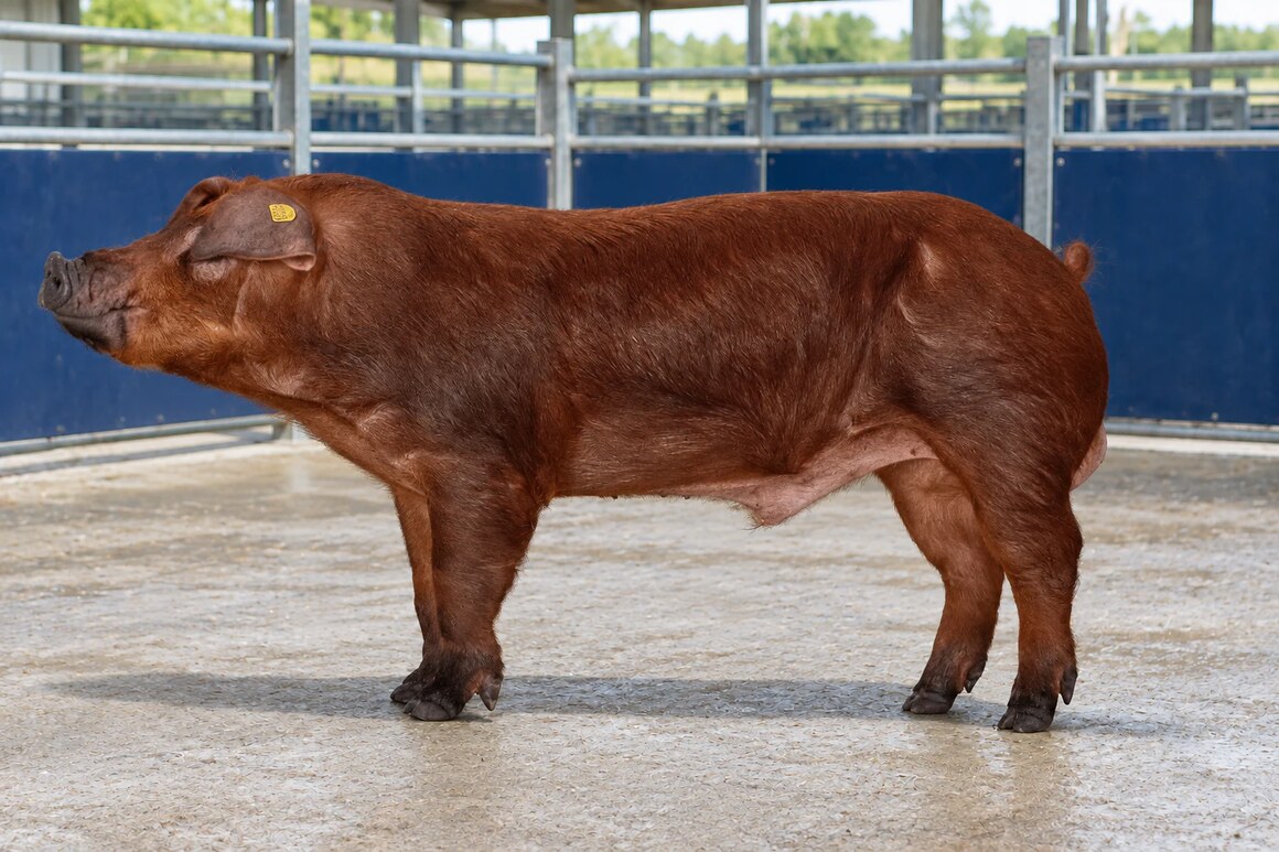 Imagen de referencia: padrillo Duroc de perfil en un corral individual